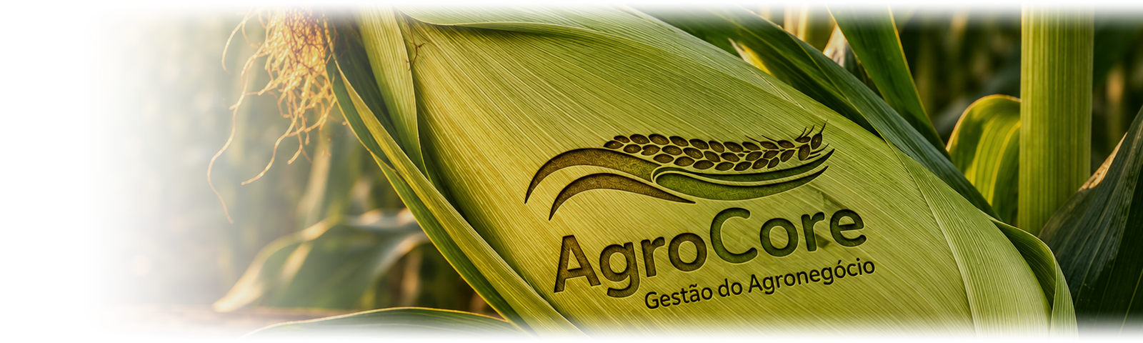 Espiga de milho com o logo da AgroCore ao pôr do sol no campo